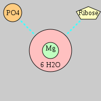 MgRNA type PO-RO          