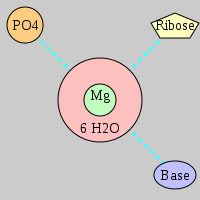 MgRNA type PO-RO-BO       